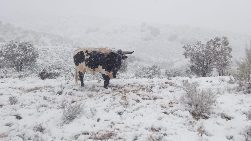 En imágenes | Así está nevando en los pueblos de Aragón