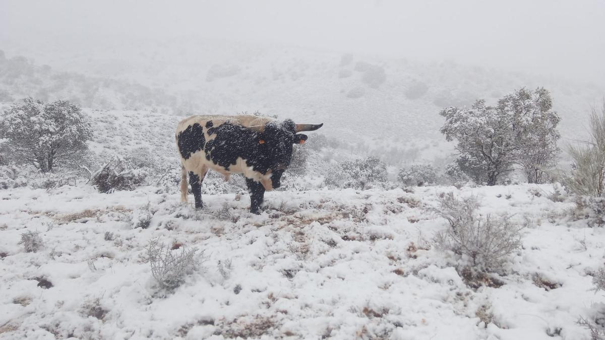 Una vaca en la nieve en Godojos