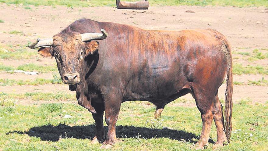 El toro con el que un pueblo de Castellón celebrará a lo grande las fiestas de San Isidro