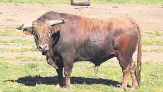 El toro con el que Moncofa celebrará a lo grande las fiestas de San Isidro