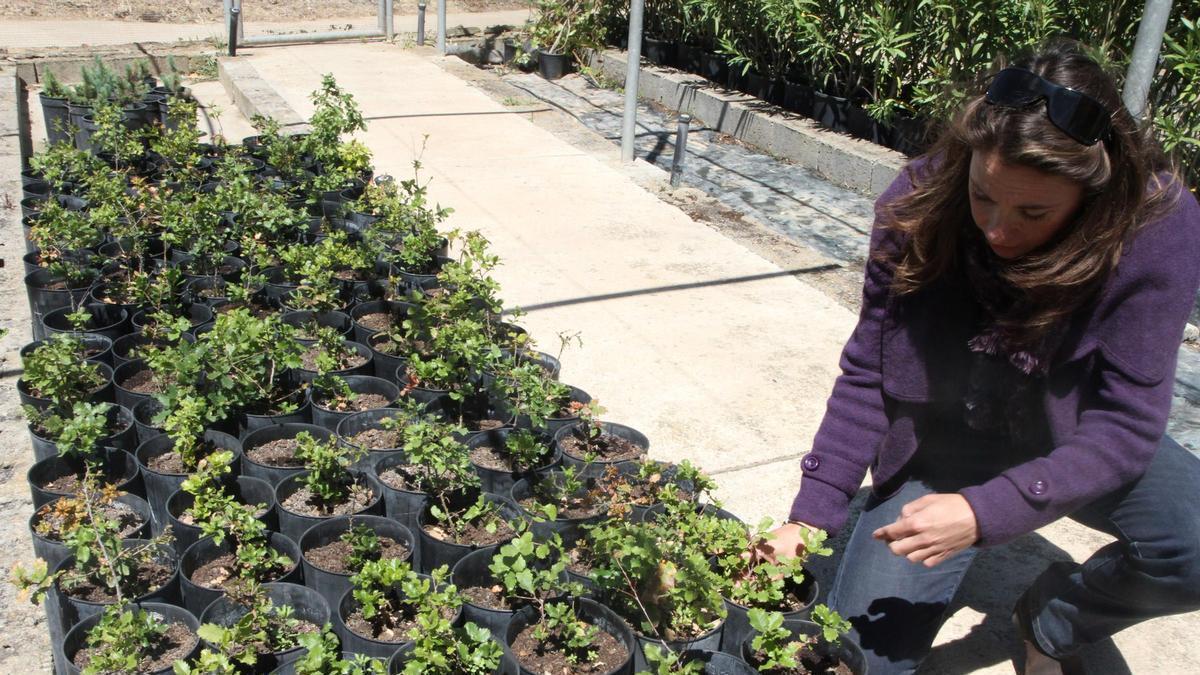 Petunias, tilos y cornejos, las especies «preferidas» por los pueblos de Zamora: estos son los que más adornarán sus jardines