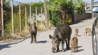 "Superpoblación" de jabalíes, cabras y muflones en Xixona