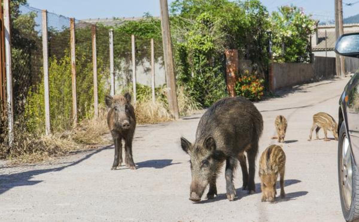 Una piara de jabalíes en el término municipal de Xixona.