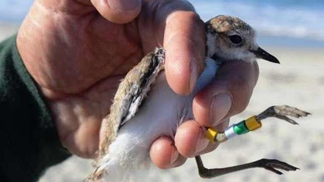 Un pollo de chorlitejo recién anillado. // G. Ferreiro / SEO-BirdLife