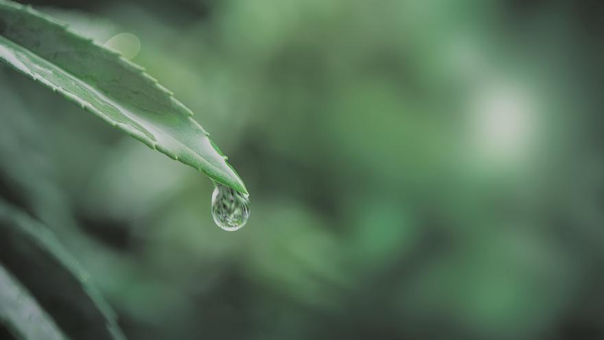 El futuro de la alimentación está &#039;pasado&#039; por agua