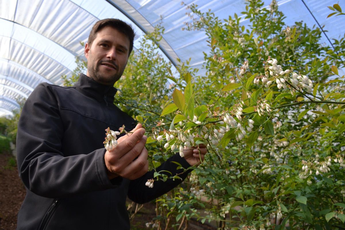 Adrián García muestra algunas de las plantas de arándanos.