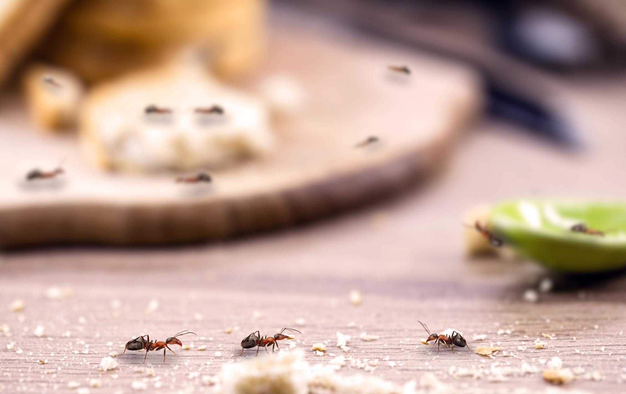 Existen trucos caseros para acabar con las hormigas.