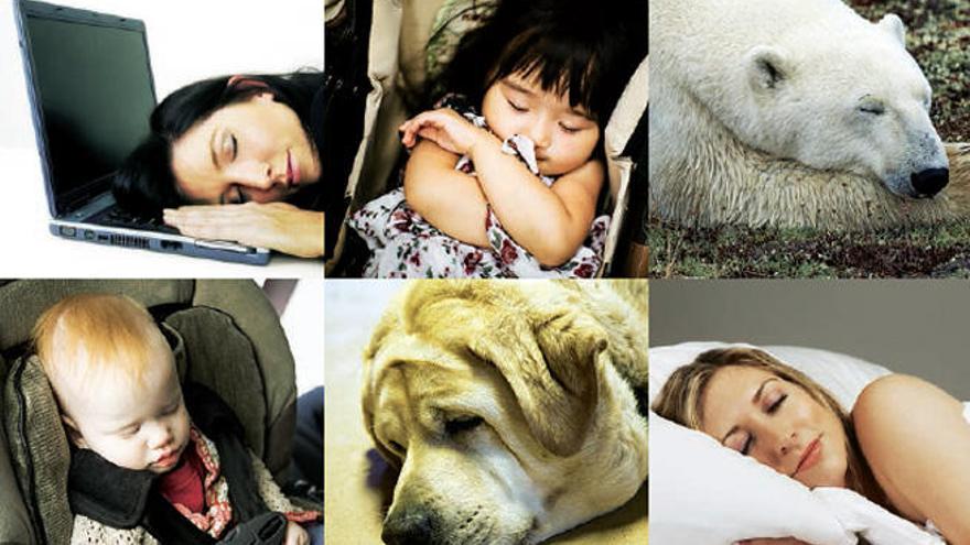 Dormir, una necesidad vital para humanos y animales.