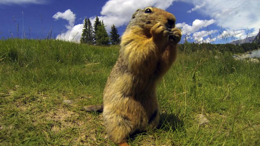 ¿Qué tiene de cierto el &#039;Día de la Marmota&#039;?