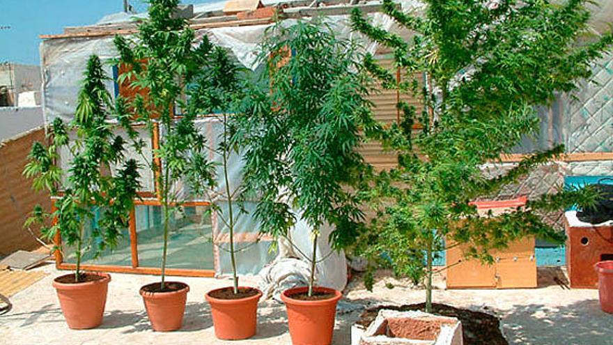 Plantes de marihuana en estat de maduració en una terrassa.