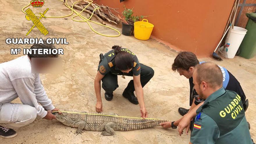 Requisado un cocodrilo en Lanzarote