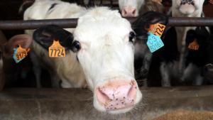 Els pagesos alerten que la carn doví i boví seran les més perjudicades si tira endavant lacord amb Mercosur