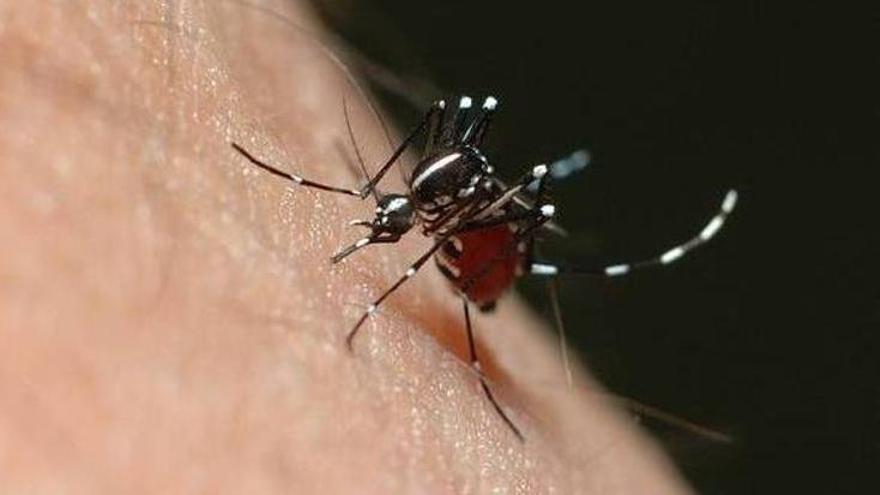 Els brots de dengue a Europa seran cada vegada més freqüents, segons un nou estudi