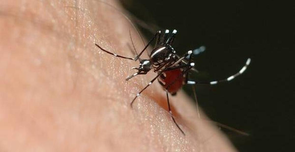 Els brots de dengue a Europa seran cada vegada més freqüents, segons un nou estudi