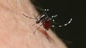 Els brots de dengue a Europa seran cada vegada més freqüents, segons un nou estudi