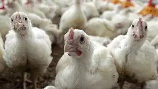 El drama en las granjas: "Producir un kilo de pollo cuesta 50 céntimos y nos pagan 40"