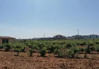 Los viticultores de Zamora que no pudieron plantar por la sequía no serán sancionados