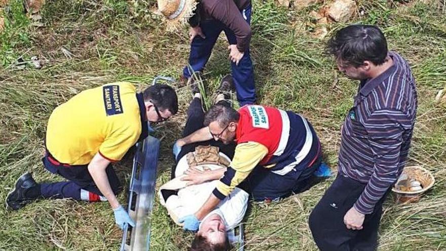 Un matrimonio, atacado por los jabalíes en su huerto de naranjos de Dénia