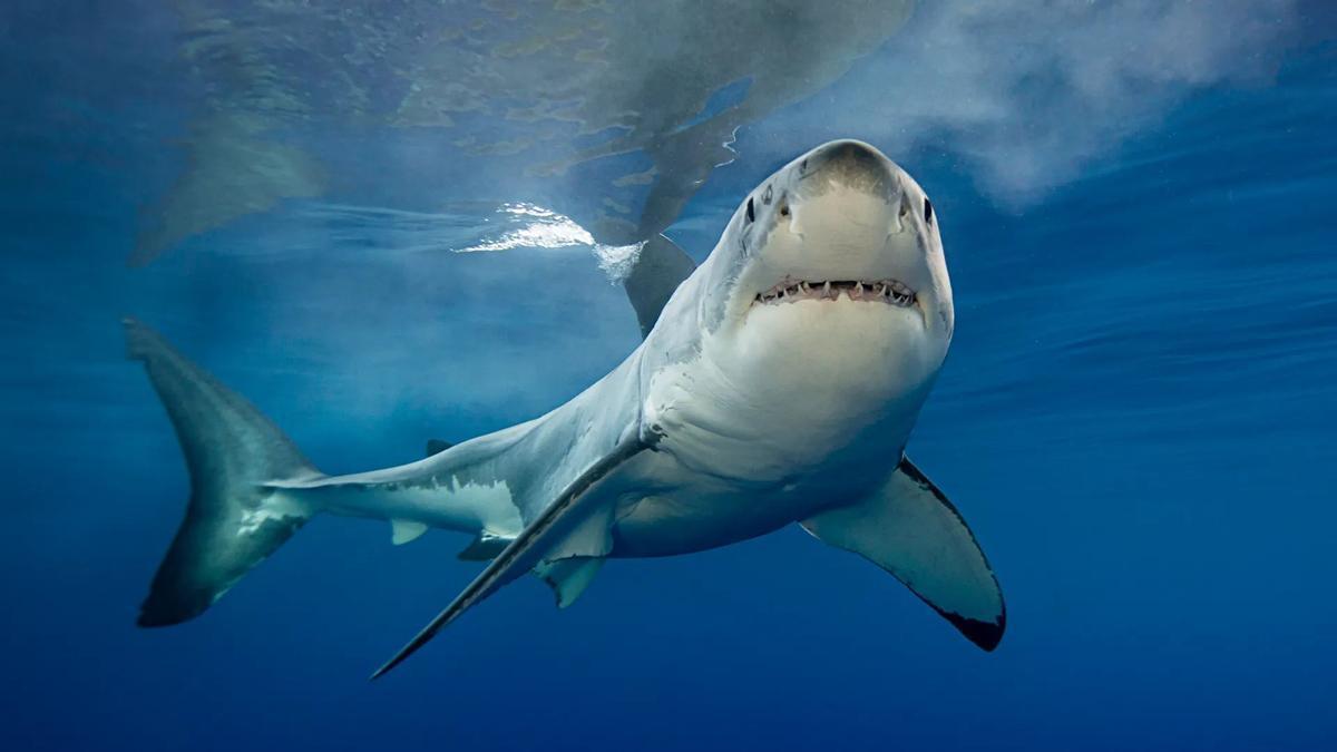 TIBURÓN BLANCO EN MEDITERRÁNEO | Graban por primera vez un tiburón blanco en el Mediterráneo