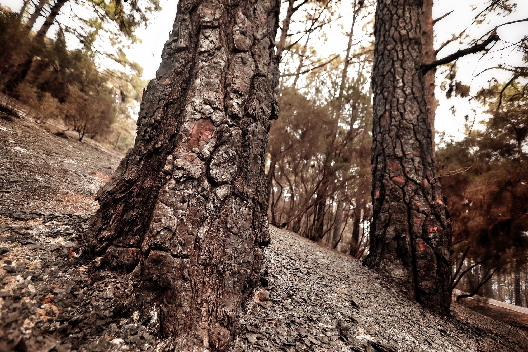 Evolución del incendio en Tenerife