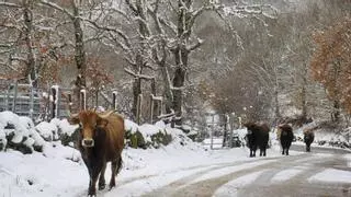 Porto, una de las zonas más azotadas por los fuegos, ante las elecciones: "Dicen que miran a los pueblos, pero sin gente no les interesa nada"