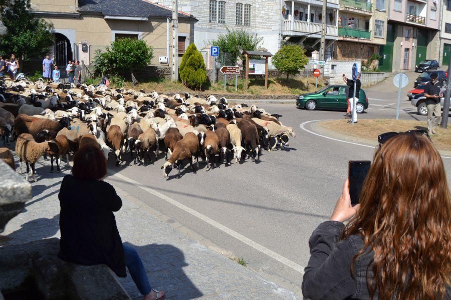 Las ovejas "toman" Puebla de Sanabria