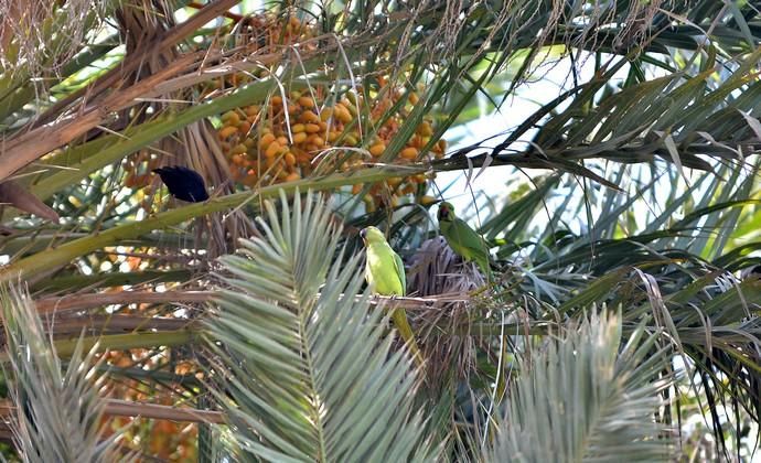 25/09/2018 MASPALOMAS, SAN BARTOLOMÉ DE ...