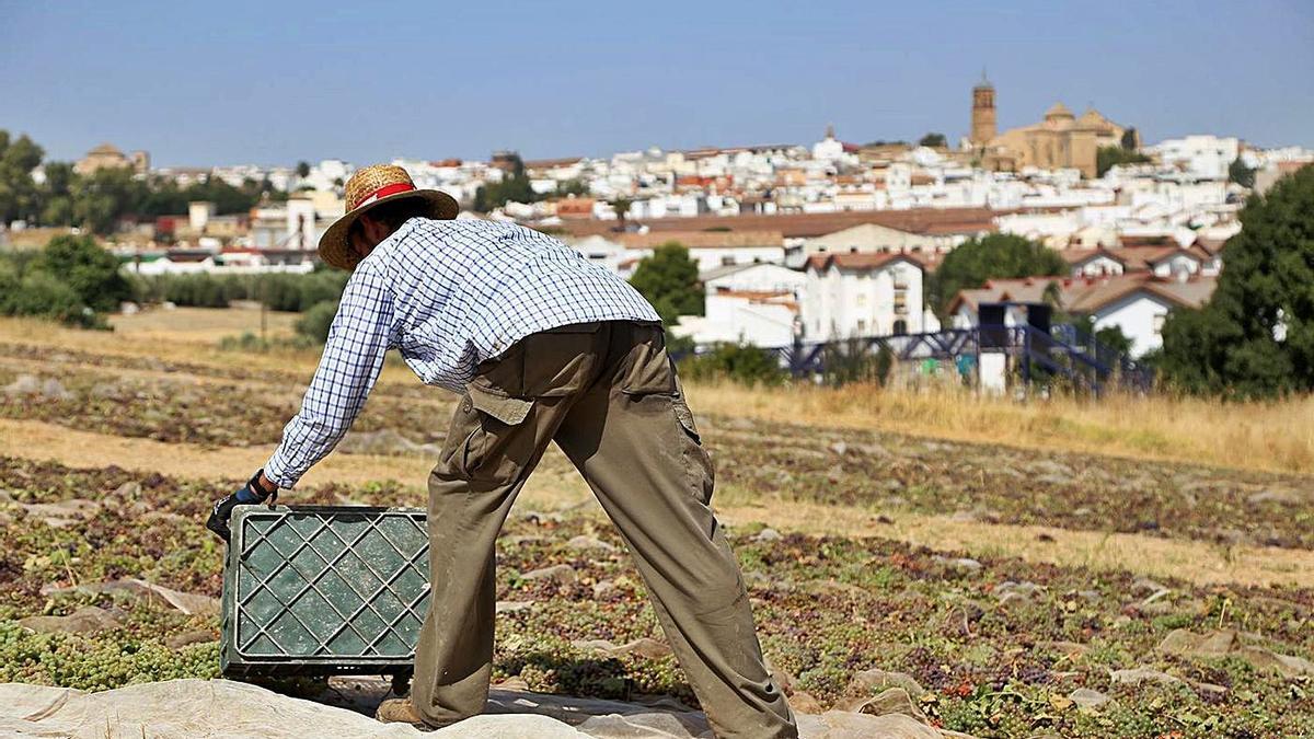 Un trabajador de Bodegas Galán Portero extiende los racimos de uva en la pasera ubicada junto a El Cigarral.