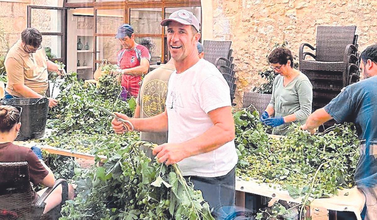 Miquel Grimalt con su lúpulo, cultivado en Manacor.