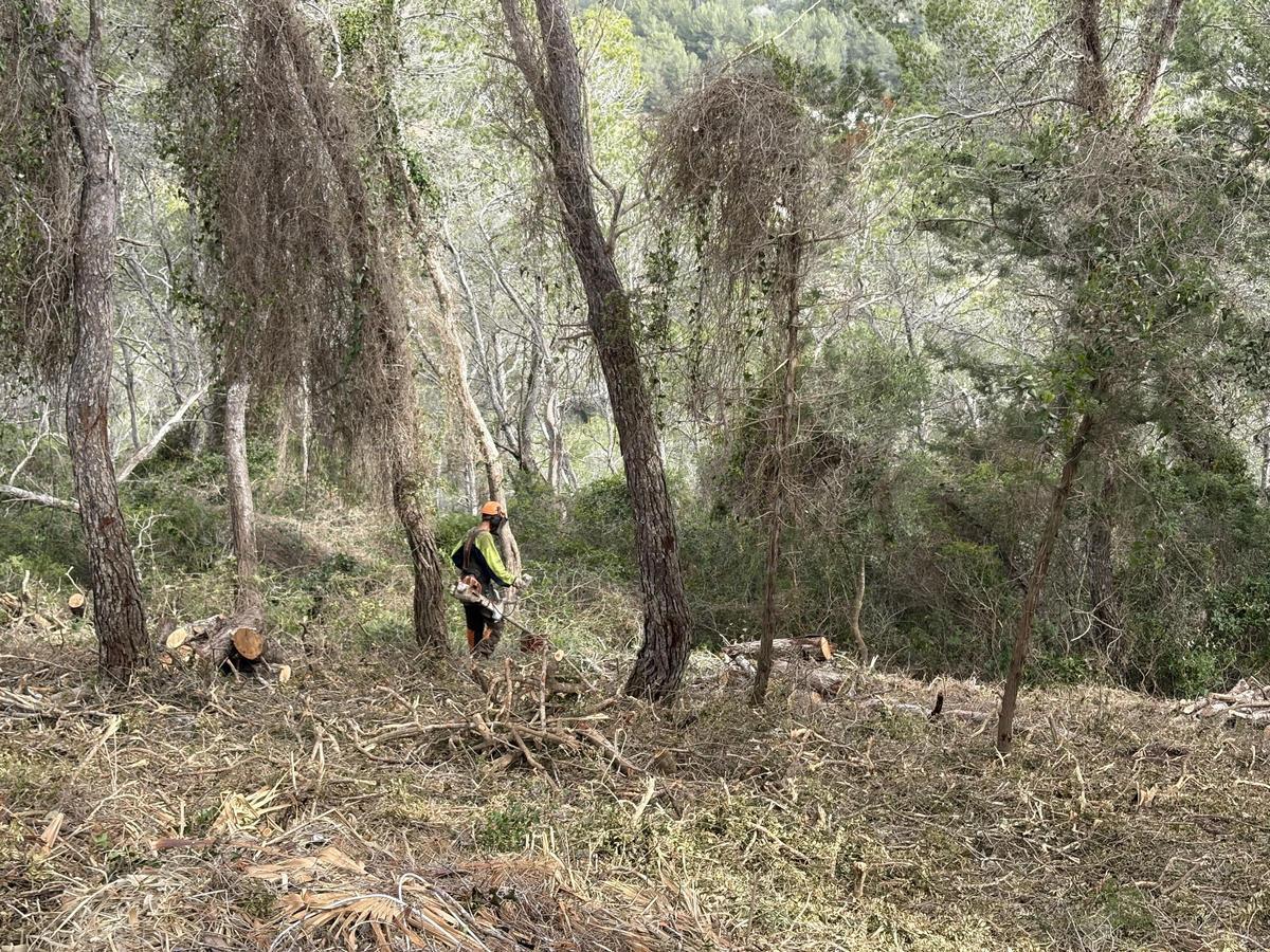 Un operario trabajando con las fajas forestales en Santa Eulària.