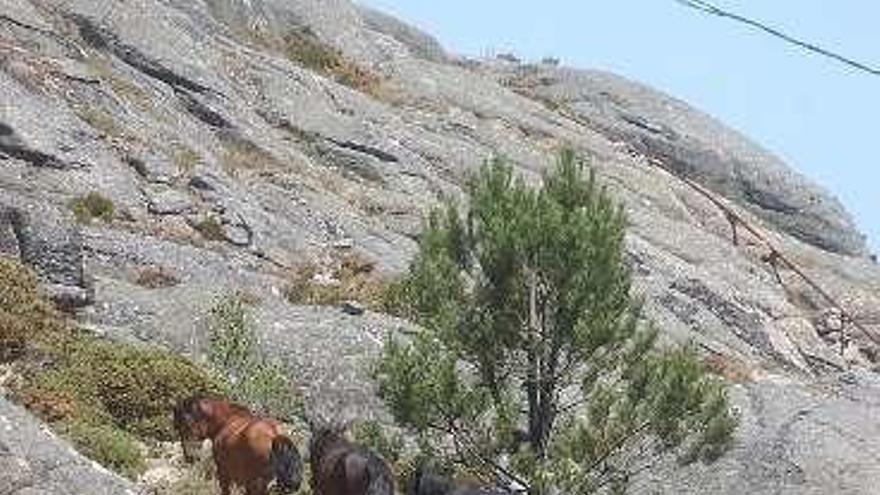 La SGHN reclama que se prohíban eventos masivos en la Rede Natura 2000