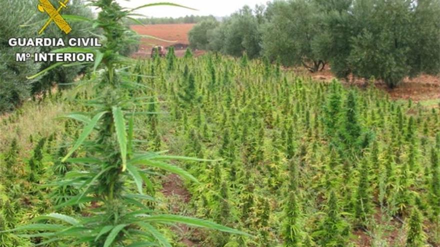 Encuentran el mayor alijo de plantas de cannabis de España