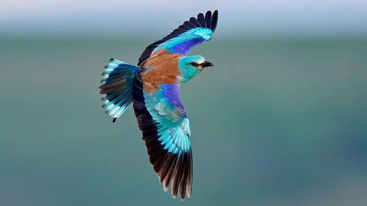 DECLIVE AVES Y MARIPOSAS | Las políticas de conservación más ambiciosas no lograrán frenar el declive de aves y mariposas en Europa