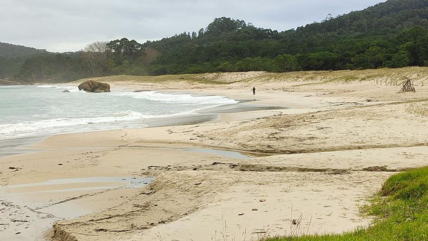 Nuevos pélets llegan a la playa de Nerga enredados en las algas que arrastra la marea