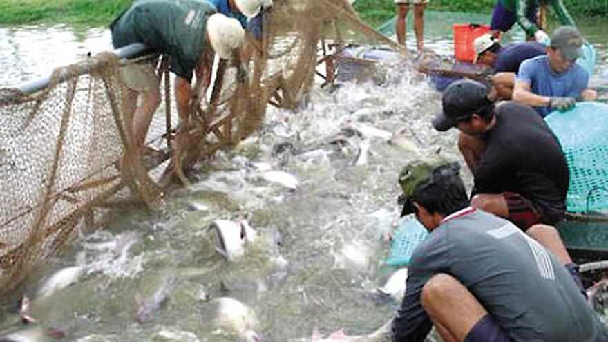 Campesinos vietnamitas capturan ejemplares de panga criados en cautividad y destinados a la exportación.