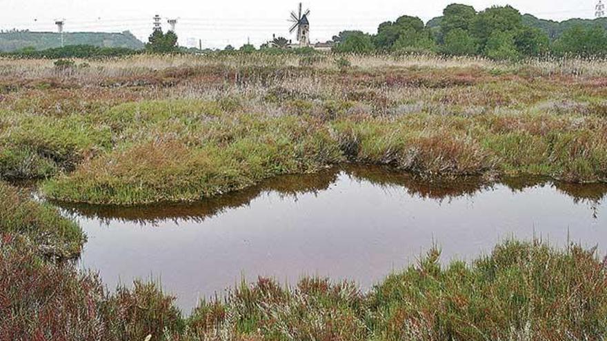 El nuevo Plan Hidrológico contempla por primera vez las zonas húmedas como ses Fontanelles.