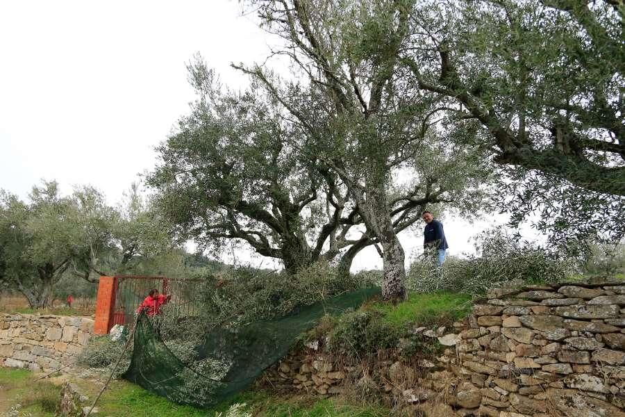 Recogida de aceituna en Fermoselle