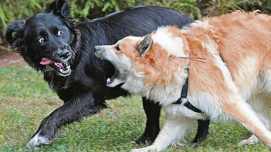 Peleas entre perros