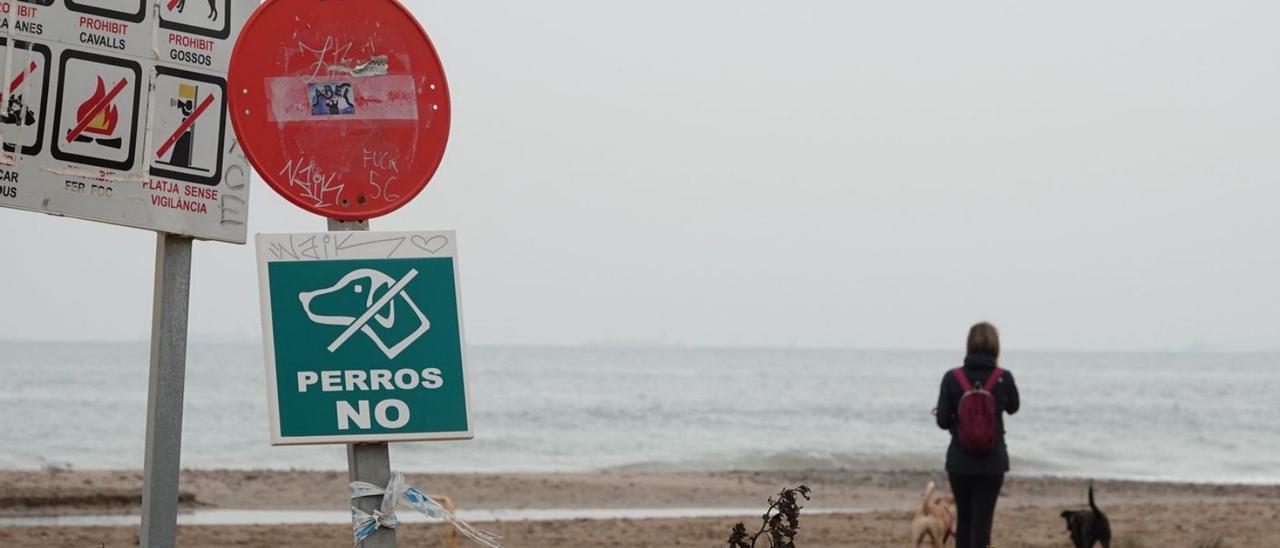 Una persona incumple la prohibición de la entrada de perros en la playa de Rafalell i Vistabella; a la derecha, un chorlitejo nidifica ante la amenaza de un can.  | LEVANTE-EMV