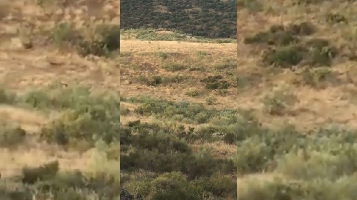 Captura de pantalla del vídeo donde se ven lobos corriendo.