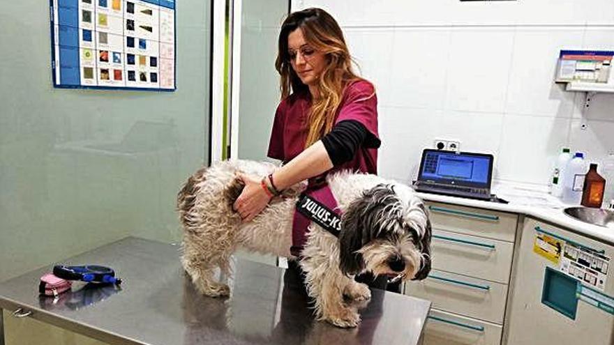 Rosa Escriche, del Centre Veterinari Plaça Catalunya de Manresa, atenent l&#039;Ona