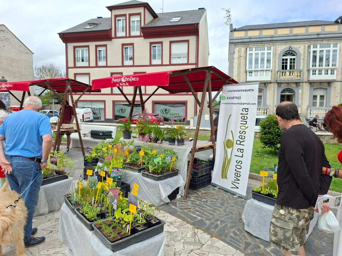 En imágenes: La primera feria de jardinería del Occidente llena La Caridad de color y buen ambiente