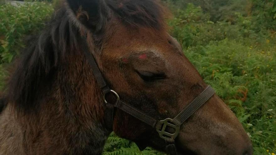 El animal con heridas en la cabeza. // FdV