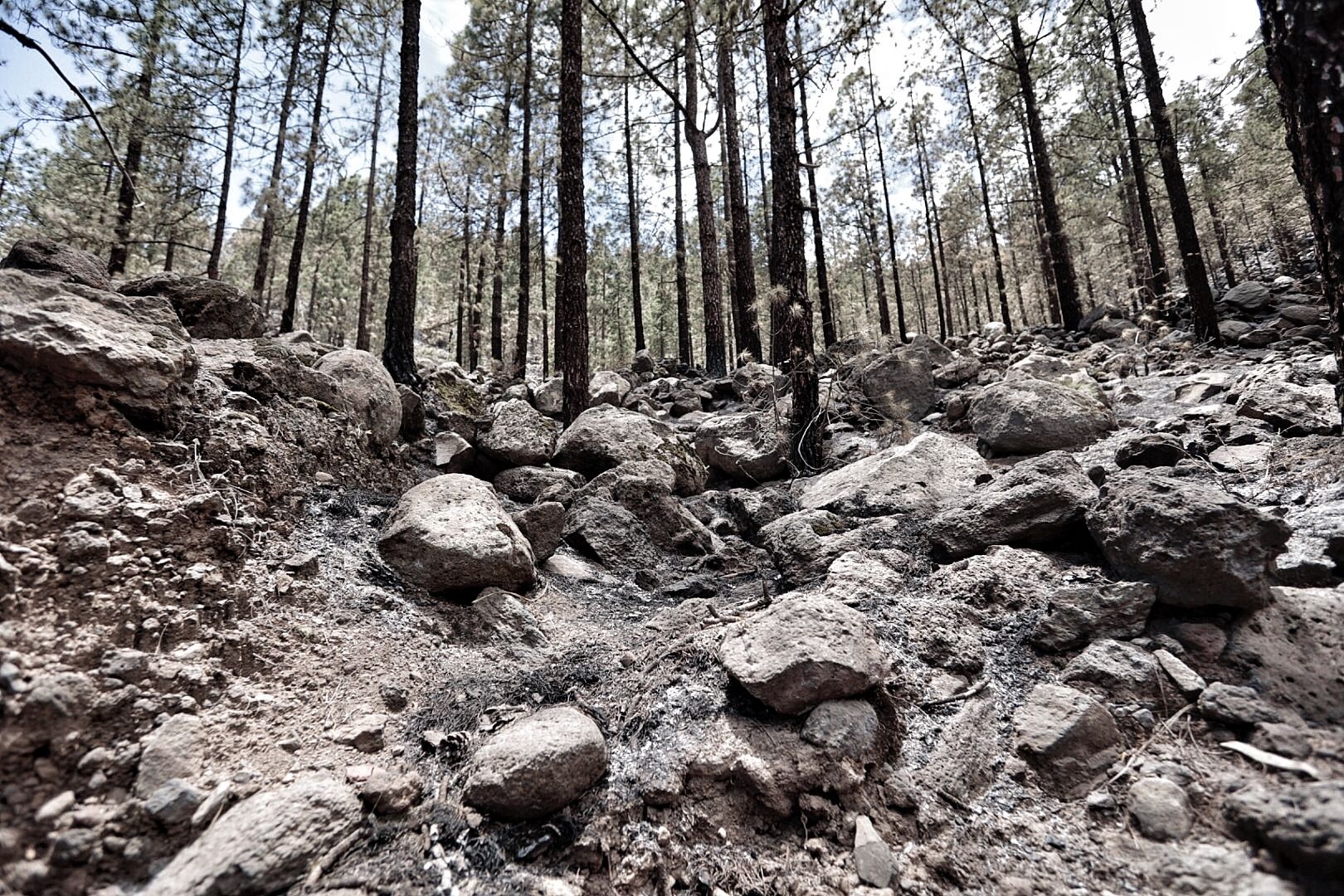 Incendio de Arico