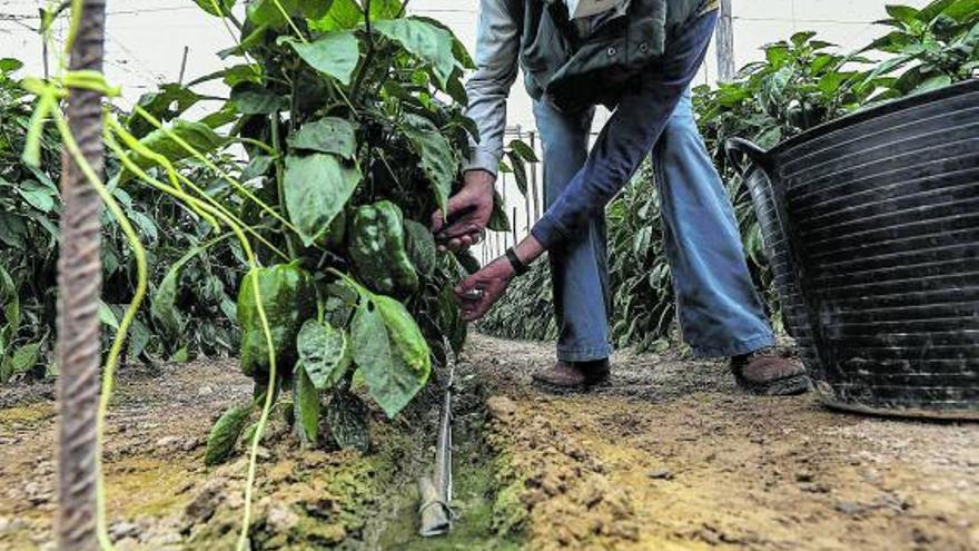 El sector agrícola alicantino es una referencia a nivel europeo por su eficiencia en el uso del agua.  | ANTONIO AMORÓS