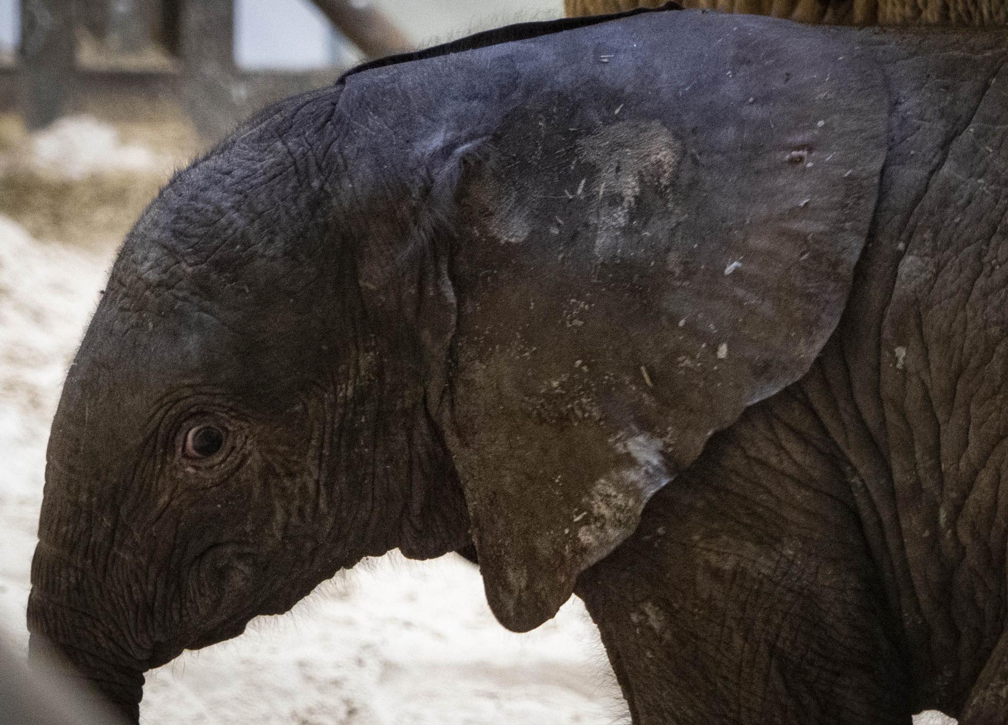 Nace la primera cría de elefante africano en el recinto valenciano.