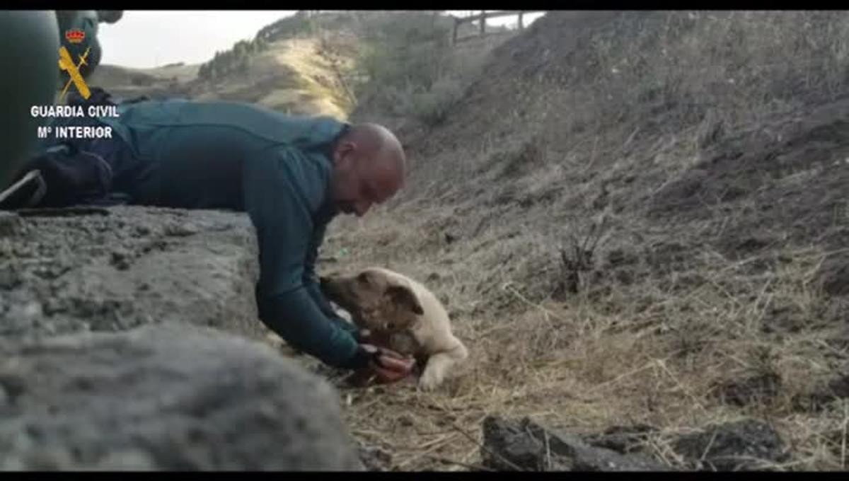 Dos guardias civiles del Seprona encontraron exahusto y deshidratado a este perro, el último ’vecino’ evacuado de la Cruz de Tejeda, en Gran Canaria.