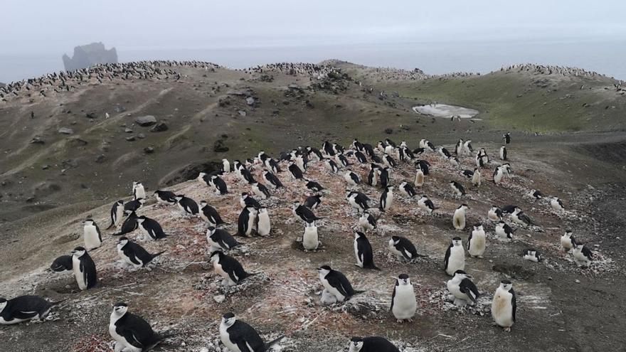 Colonia de pingüinos en la Isla Decepción de la Antártida. | L.O.