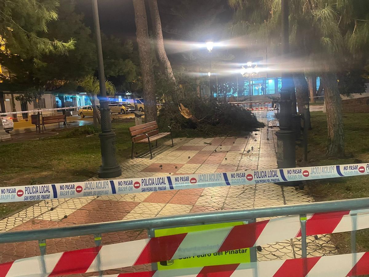 Caída de un pino frente al ayuntamiento de San Pedro del Pinatar por el viento
