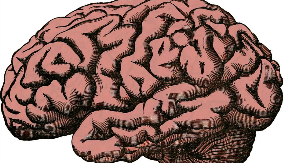 ¿Dos sistemas celulares diferentes se unieron en el cerebro humano?